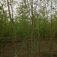 濟南供應優質垂柳，米徑10公分，山東豪邁苗木基地專業培育