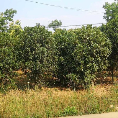 荊門豫宛桂花樹基地 專業苗木供應與科學種植典范
