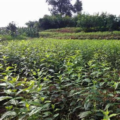 渝逸苗木種植場 高品質杜仲苗，助力中藥材綠色產業