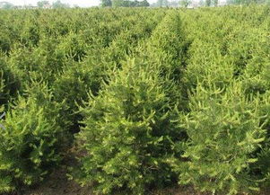 從零開始 大三學(xué)生苗木種植創(chuàng)業(yè)年入60萬的成長之路